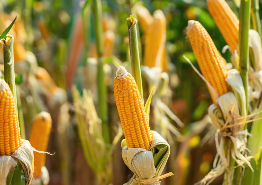 Kenya loses Sh28 billion over late GMO crop approval