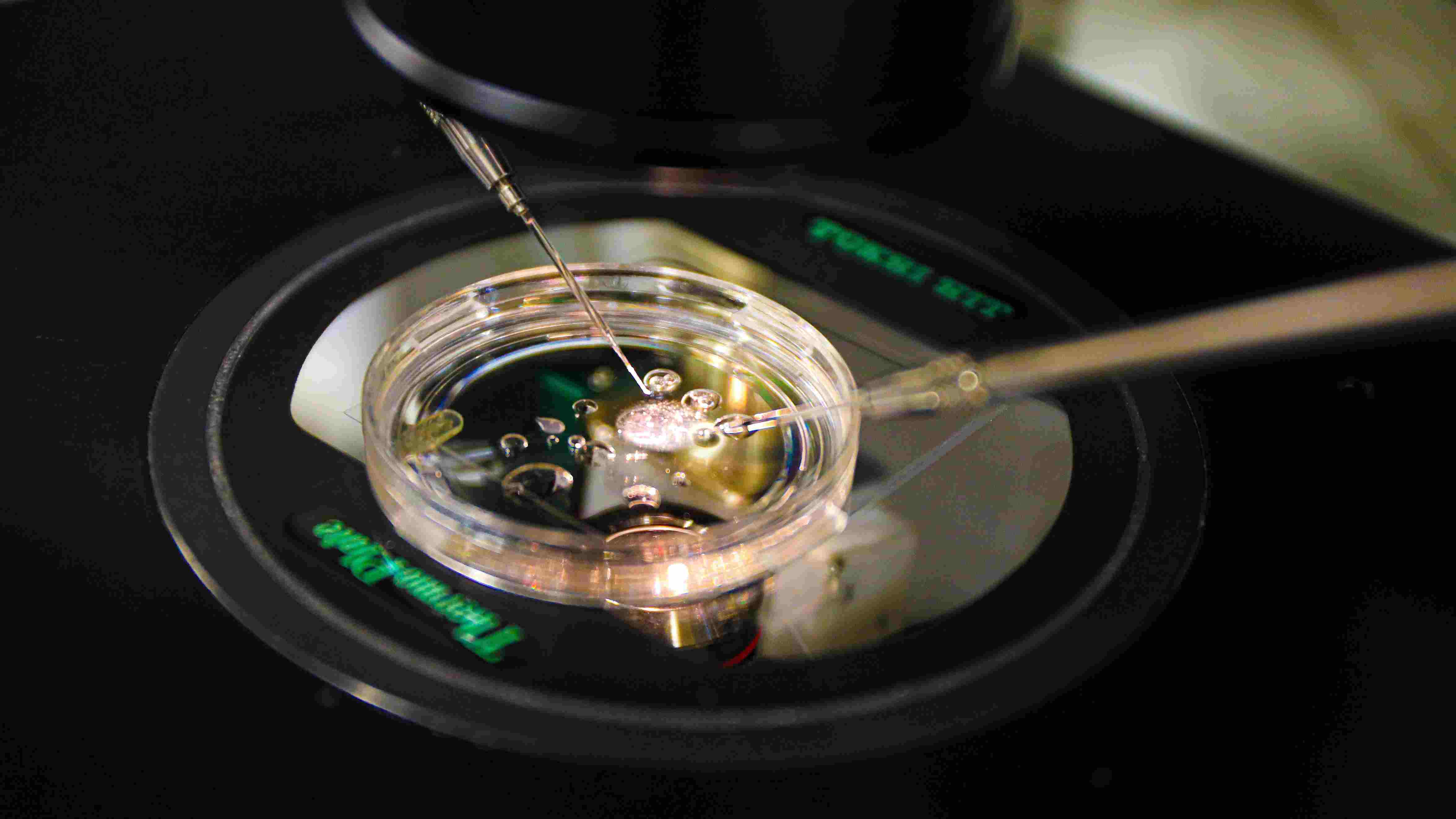 Scientists create embryos using DNA from skin cells in world-first experiment