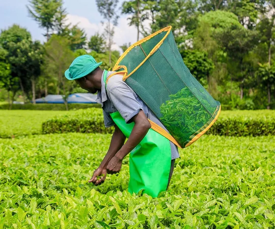 Sudan allows limited tea clearance as industry fears bigger crisis