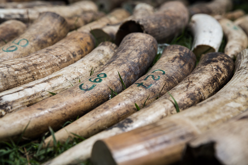 Two nabbed with elephants tusks valued at Sh1.1 million