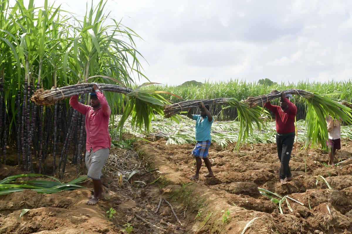 Loan write-off cripples fund meant to help farmers, report shows