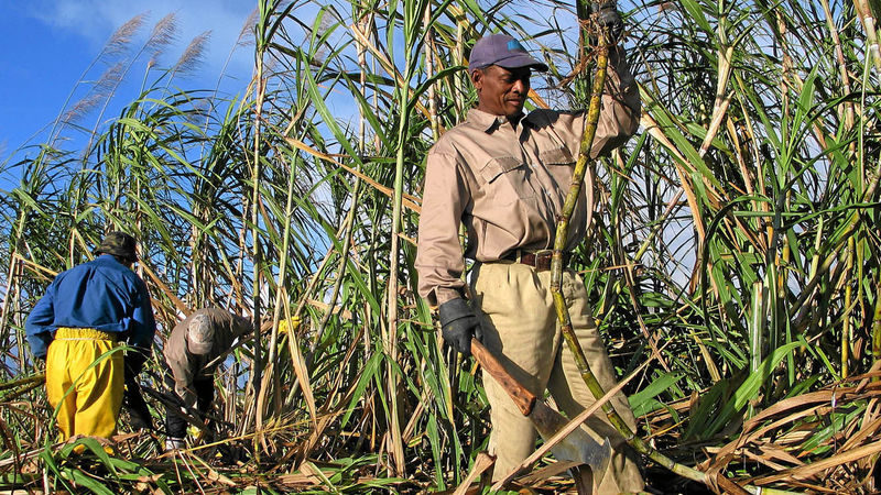 Auditor probes Sh200m sugar farmers’ payments over missing records
