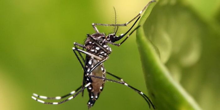 AMREF warns of growing malaria crisis as funding declines